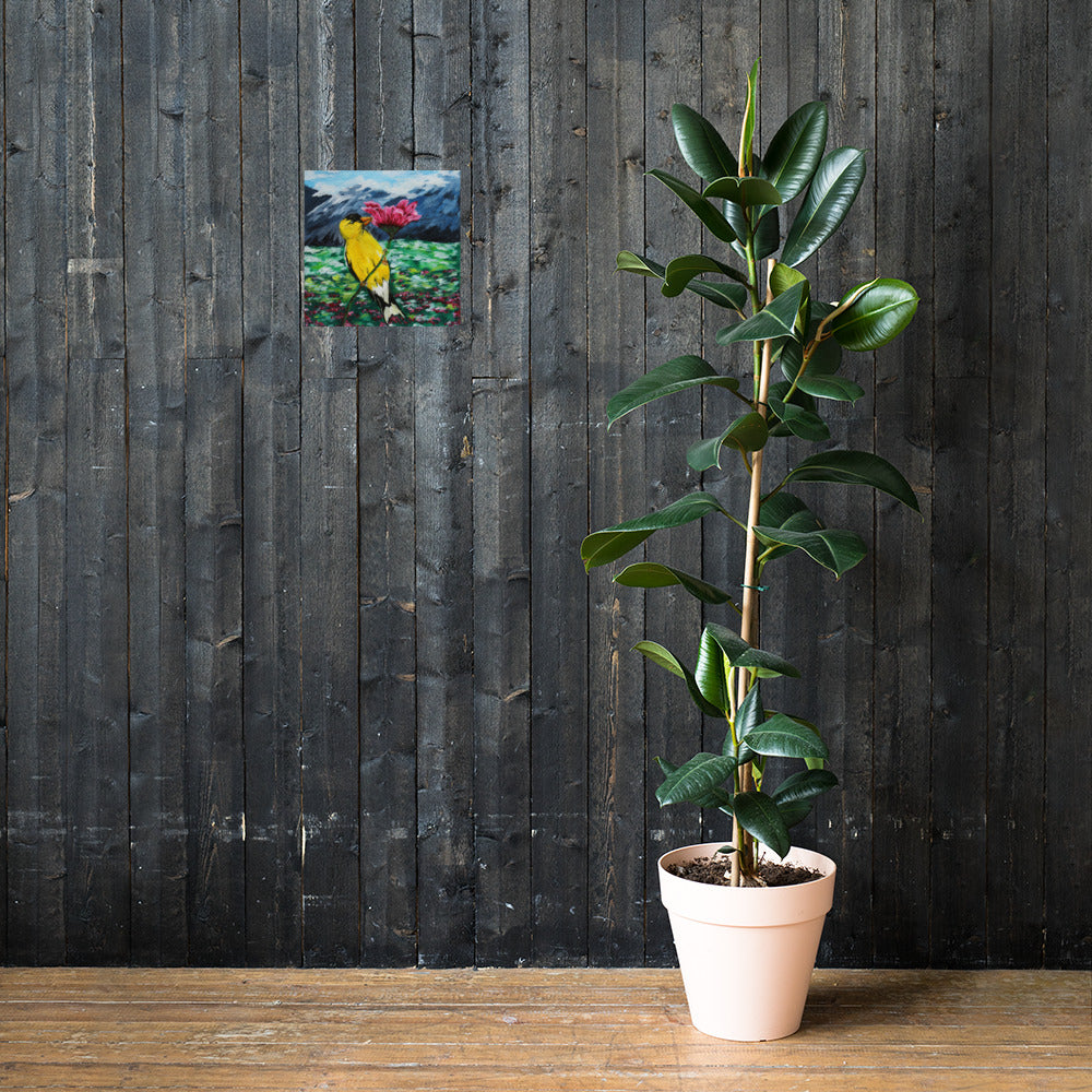 Goldfinch on a Zinnia Photo paper poster