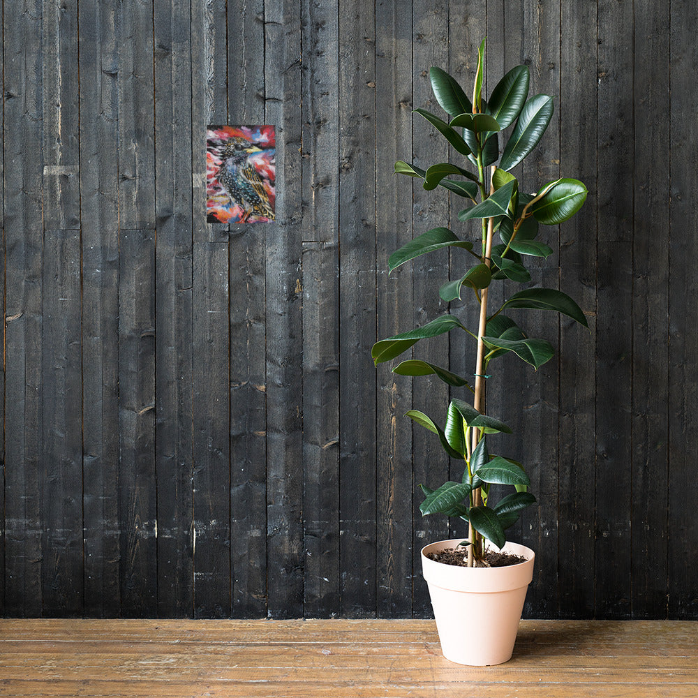 Starling Matte Poster