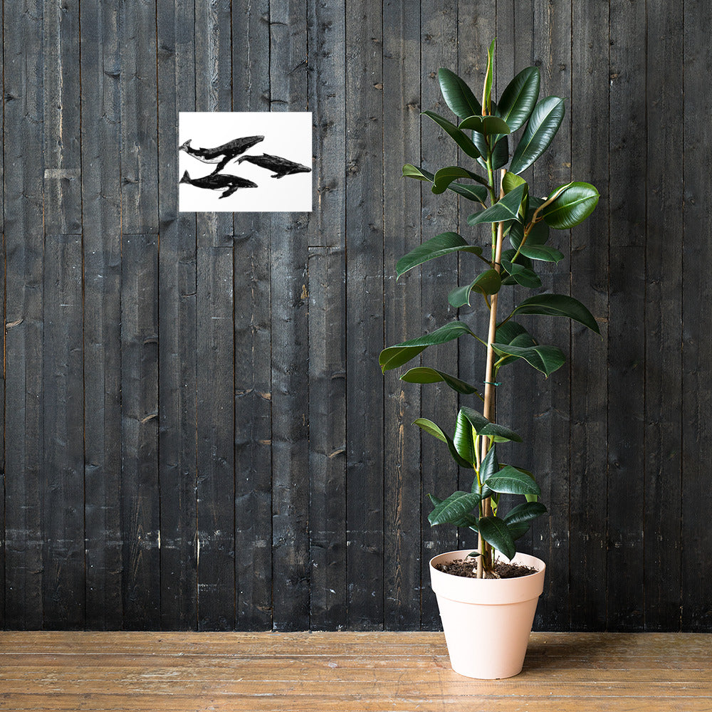 Humpback Migration Matte Poster